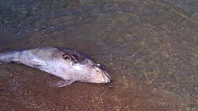Мертвый дельфин в бухте Геленджика. - видеоклип на песню