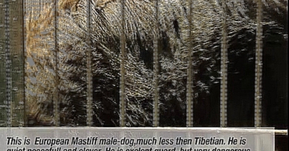 Самая дорогая собака в мире Тибетский Мастиф питомник "Lion Heart" - видеоклип на песню