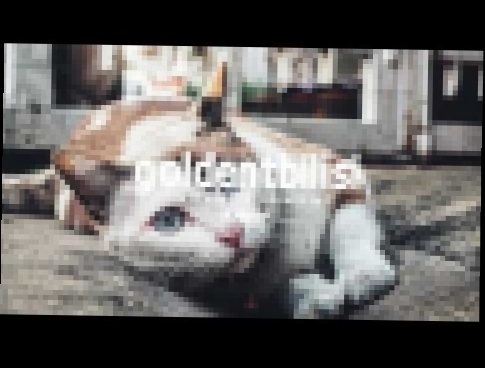 Зомб – Дворовый кот - видеоклип на песню