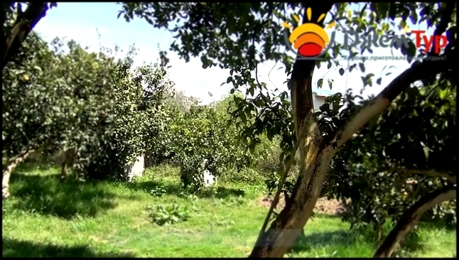 jamtour.org гостевой дом Дивный сад (Новый Афон, Абхазия)  мандариновый сад - видеоклип на песню
