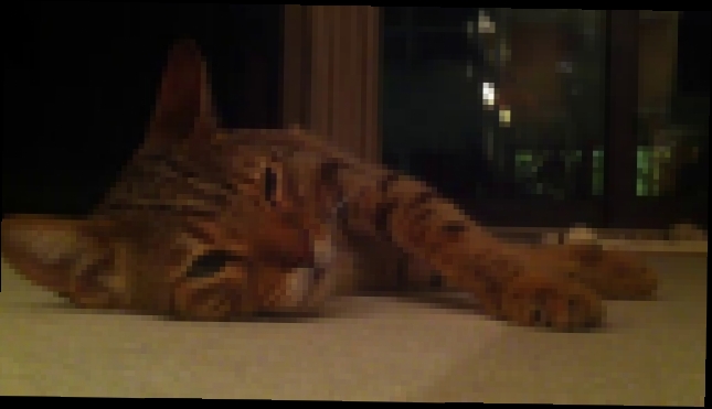 Кот засыпает под «Спокойной ночи малыши»  - видеоклип на песню