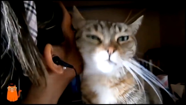 ласковая кошка целует хозяйку - видеоклип на песню