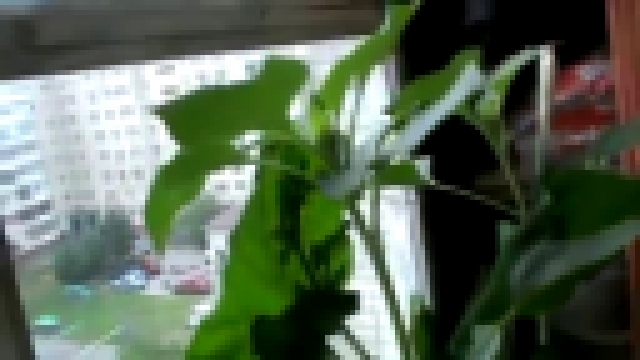 Кабачок на балконе Видео прикол — Умный мужчина вырастил большой кабачок в горшке на балконе 