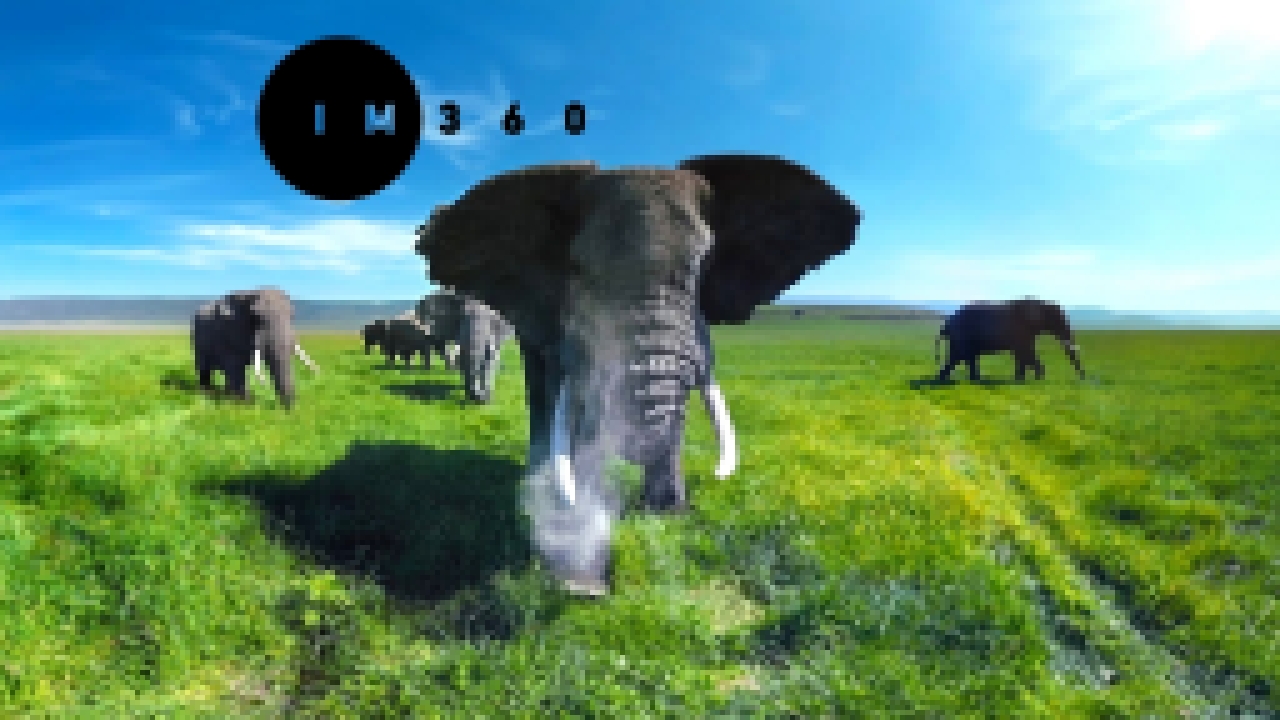 В окружении слонов в 360° 