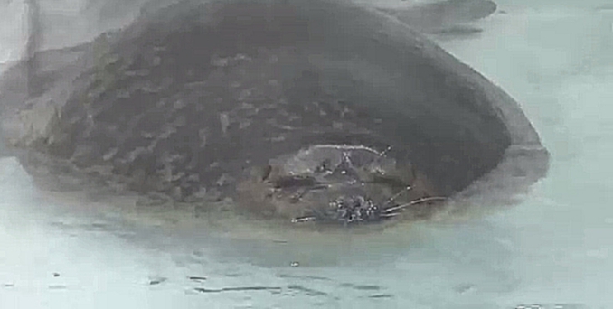 Толстый тюлень океанариума в Осаке 