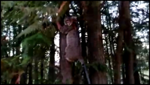 Прогулка с рысью в лесу  - видеоклип на песню
