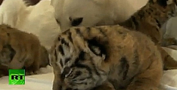 Собака приняла осиротевших тигрят  - видеоклип на песню