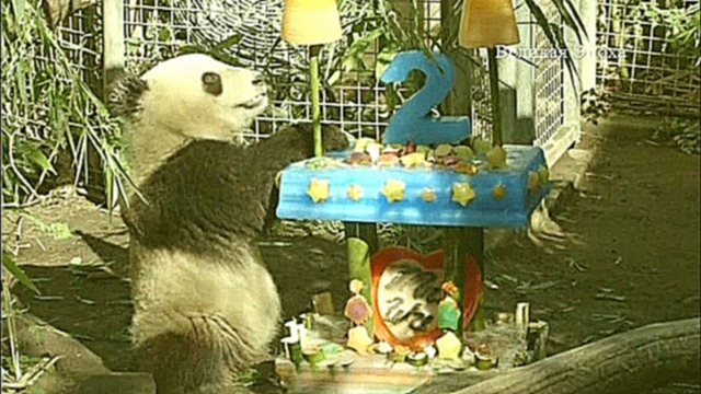 Большая панда зоопарка Сан-Диего отмечает день рождения 45-килограммовым тортом - видеоклип на песню
