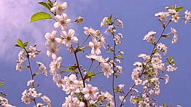 Один раз в год сады цветут - ПОЁТ Звезда Владимировна Алексеева(2) - видеоклип на песню