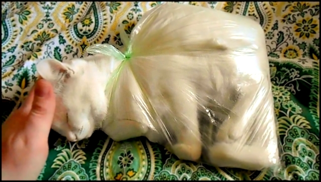 Как быстро согреть дрожащего котёнка обычным пакетом, утепление кошек своими руками - видеоклип на песню