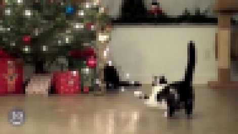 коты-разбойники и рождественская ёлка - видеоклип на песню