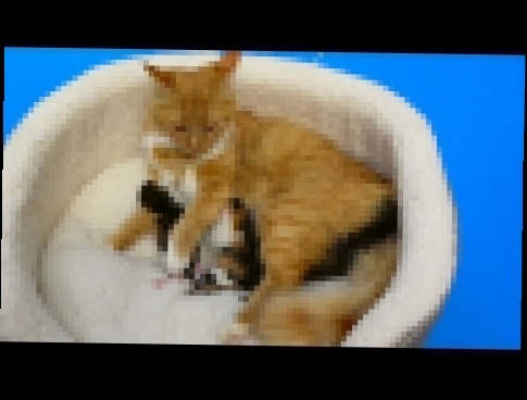 Cat baby Shower / Сколько котят родила КОШЕЧКА Мурка ? - видеоклип на песню