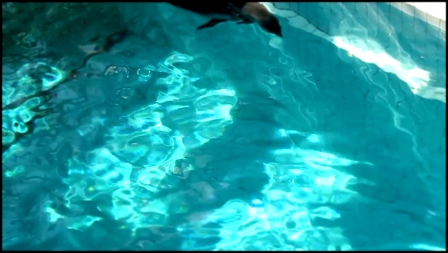 Дельфинёнок растет - видеоклип на песню