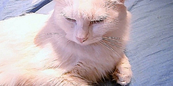 Обзор моей любимой белой породистой кошки Као Мани с разноцветными глазами и очень пушистым хвостом - видеоклип на песню