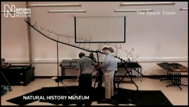 В лондонском музее появился скелет стегозавра (новости)  - видеоклип на песню