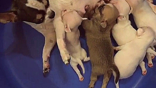Мама кормит своих щенков 
