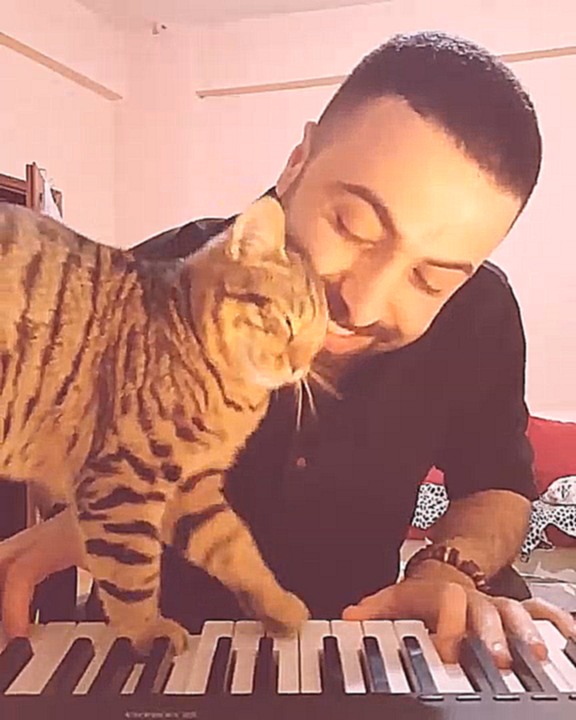 Кот помогает играть на пианино - видеоклип на песню