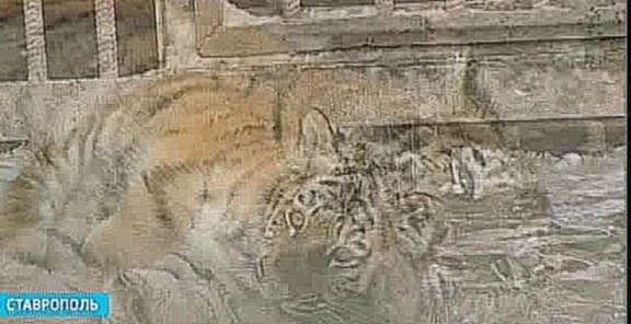 В Ставрополе поселился настоящий уссурийский тигр 