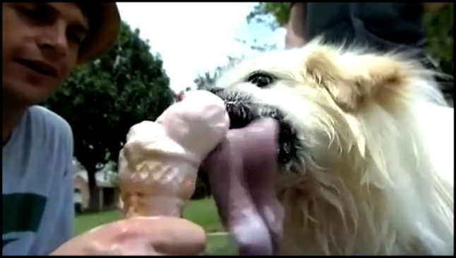 Собака с самым длинным языком на свете - видеоклип на песню