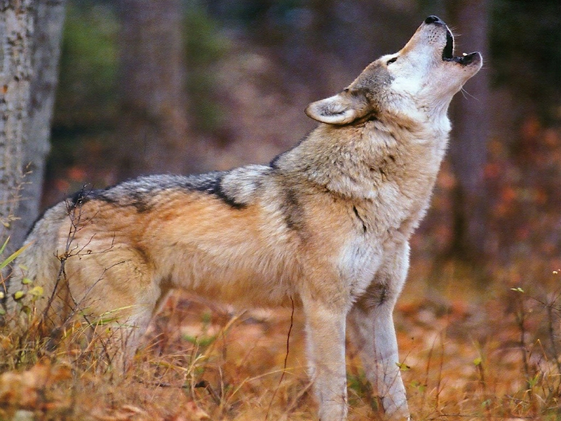 [A|B] Волк Зачем