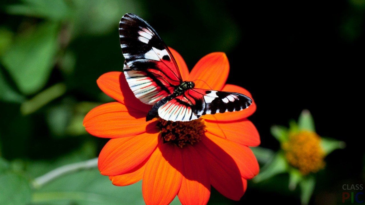 A-ГА Метелик, Бабочка