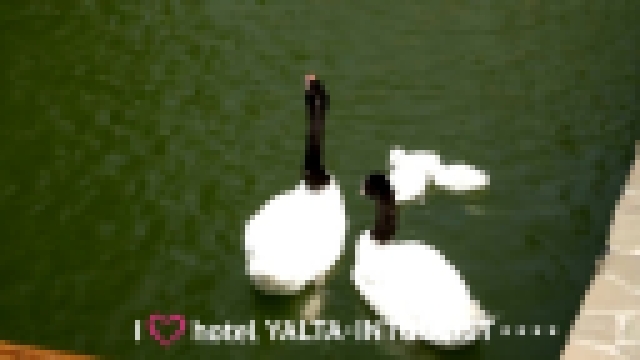 Зверополис в Крыму. Удивительные черношейные лебеди живут в отеле «Ялта-Интурист» - видеоклип на песню