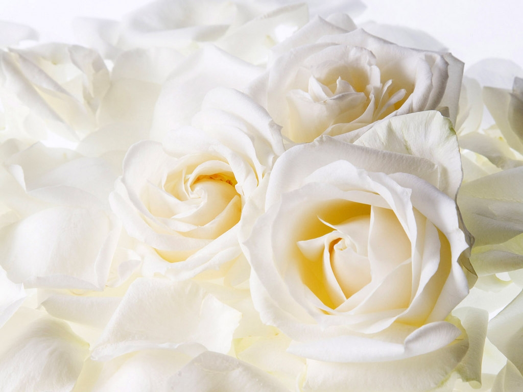 Аркадиас Белые розы
