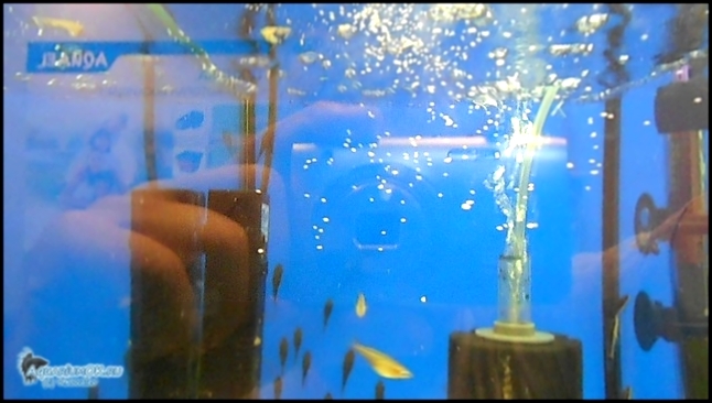 Кормление аквариумных рыбок: лечебный корм из манки 