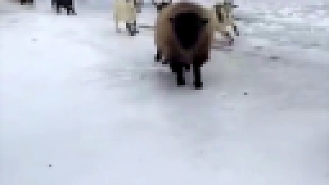 Братва баранов бежит переобуваться на зиму 