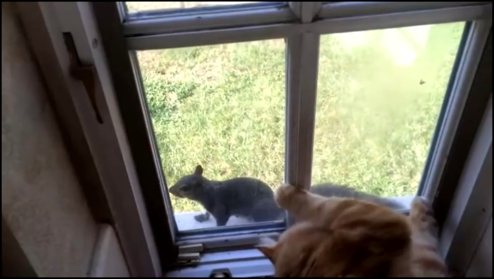 Кот охотится за белкой - видеоклип на песню