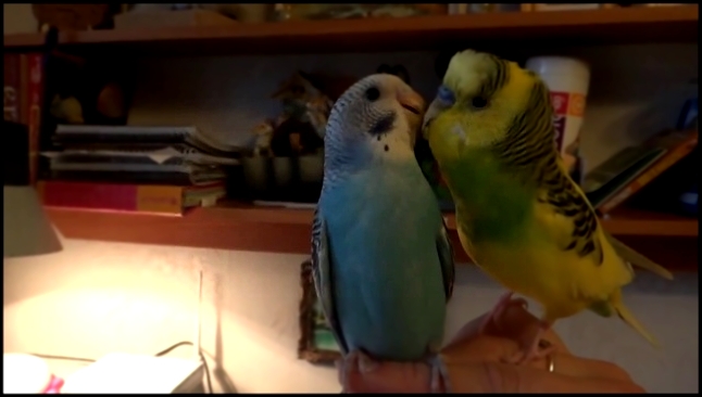 влюблённый попугай Арчик - видеоклип на песню
