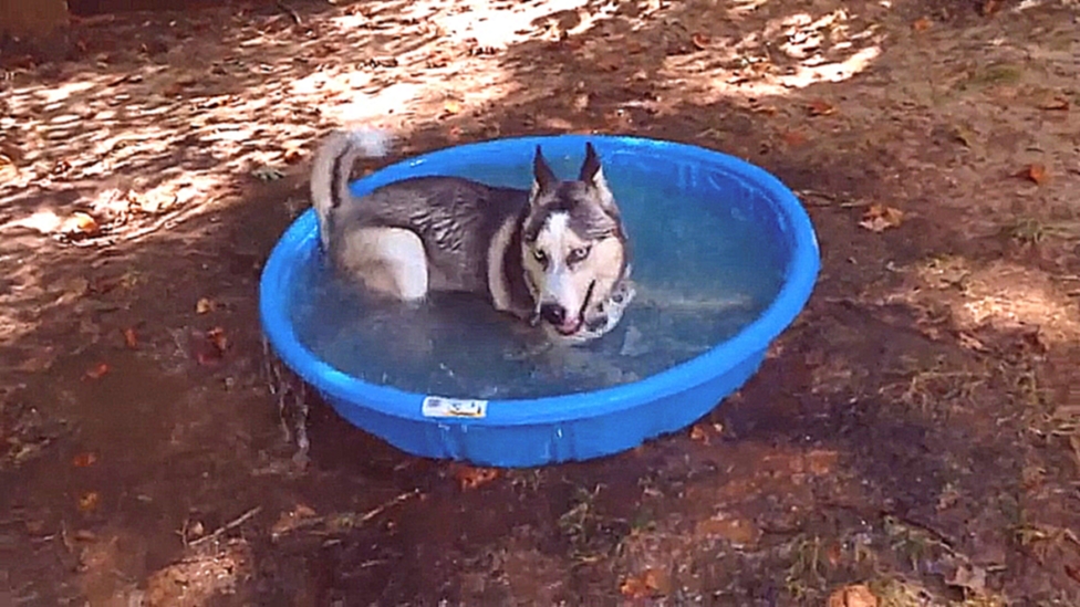 Пёс купается в бассейне - видеоклип на песню
