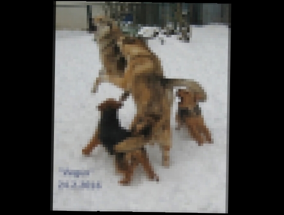 Собаки в Доброе утро февраля 2016 - видеоклип на песню