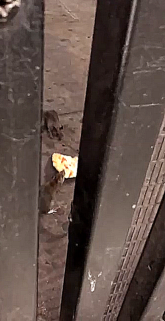 Крысы делят пиццу в метро 