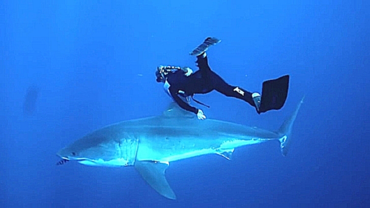 Дайвинг с белой акулой - видеоклип на песню