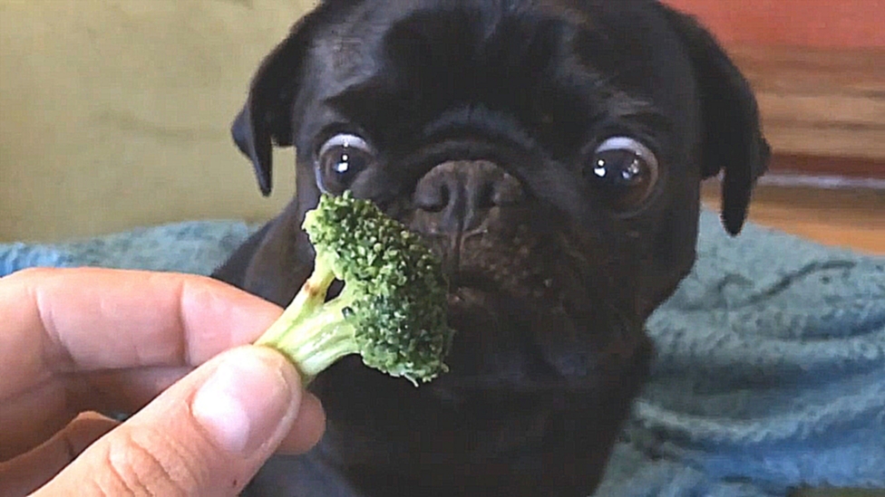 Мопс ест брокколи 