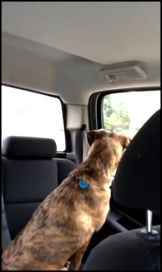 Собака не хочет расставаться - видеоклип на песню