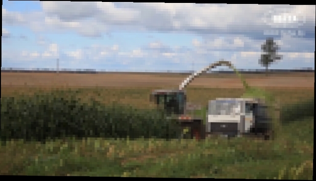 Уборка кукурузы на силос в Витебском районе  2017 