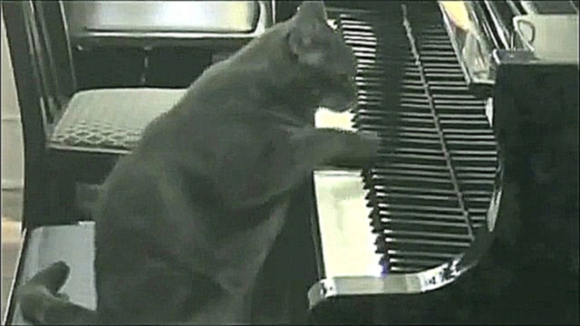 Симфония кота с оркестром - видеоклип на песню