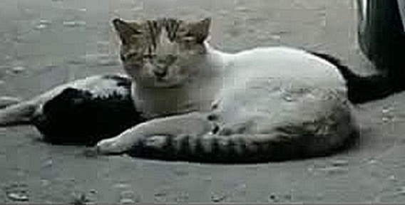  Кот делает массаж сердца, чтобы вернуть свою любимую к жизни - видеоклип на песню