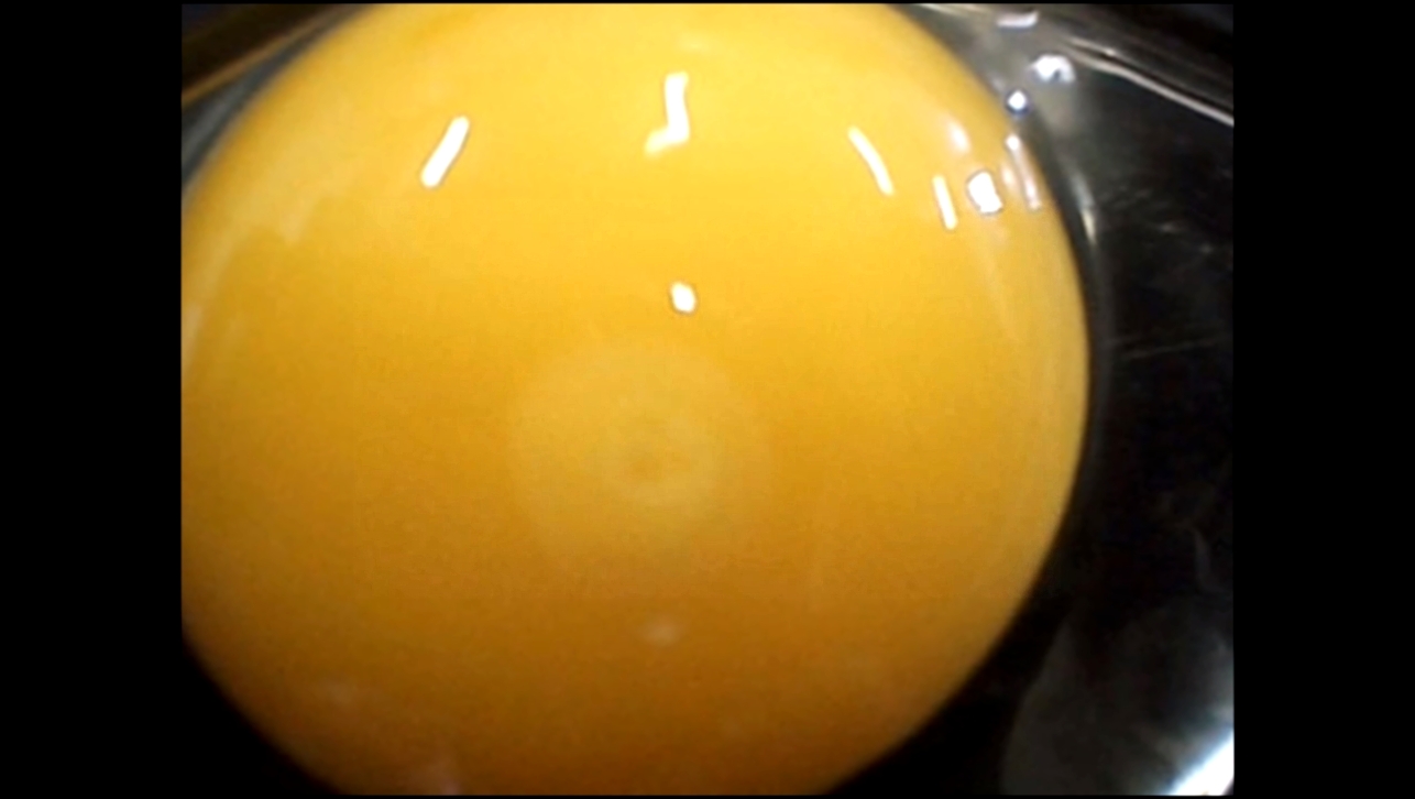 Увлекательный процесс развития цыплёнка в яйце 