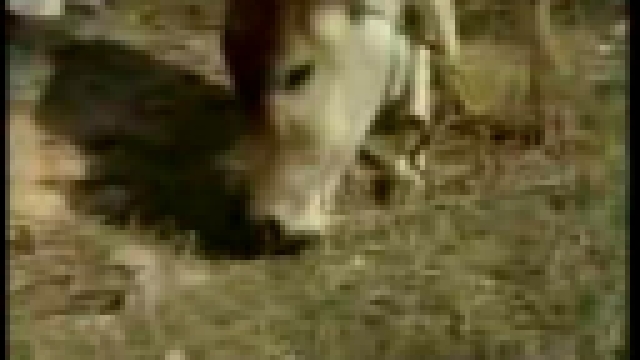 Корове надоело сено и она съела цыпленка - видеоклип на песню
