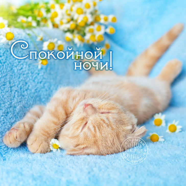 Dessar Спокойной ночи котенок))