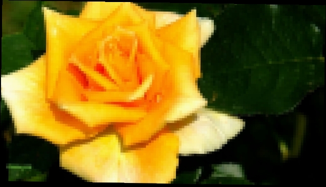 Желтые розы  символ жизни, cвета и солнца. - видеоклип на песню