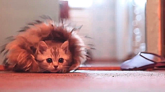 ЗАБАВНЫЙ МИЛЫЙ КОТЕНОК (FUN cute kitten) - видеоклип на песню