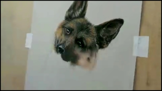 Drawing a realistic dog in pastel - German Shepherd - Speed drawing - видеоклип на песню