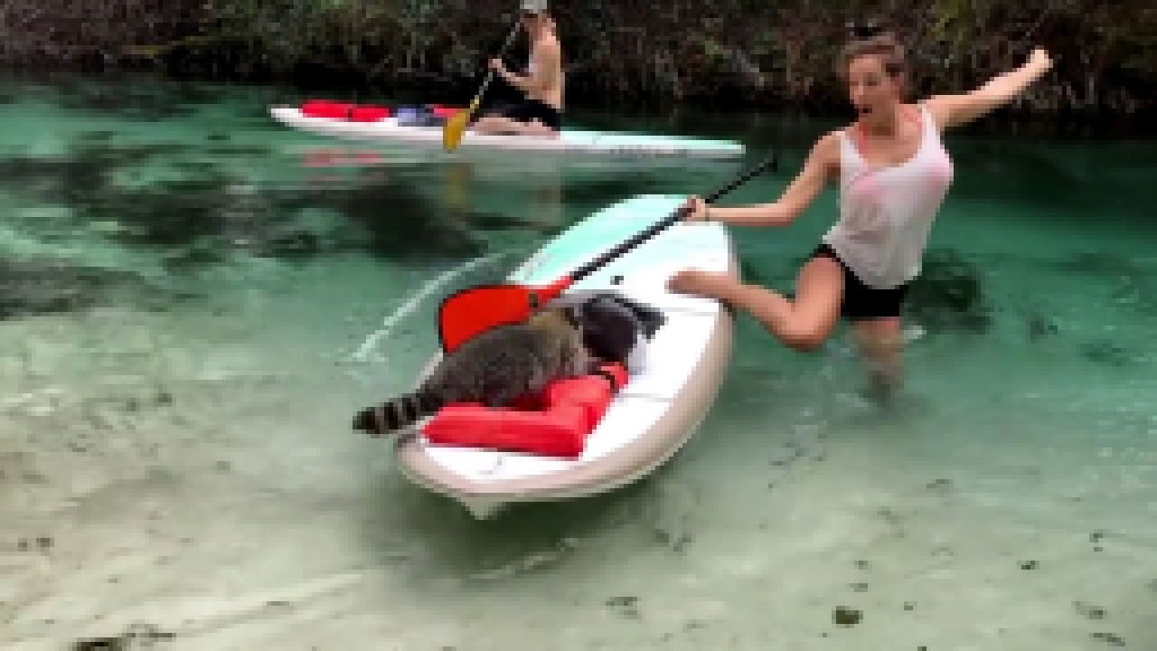 Енот попытался украсть вещи у проплывающей туристки - видеоклип на песню