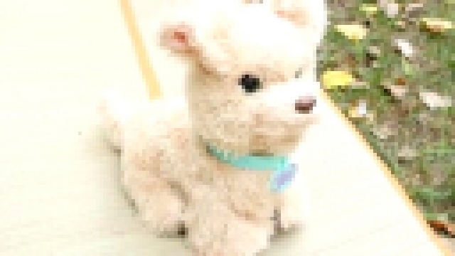 Интерактивный щенок Бисквит - Ходячие зверята от Hasbro. Даник играет со своей собачкой Фокси - видеоклип на песню
