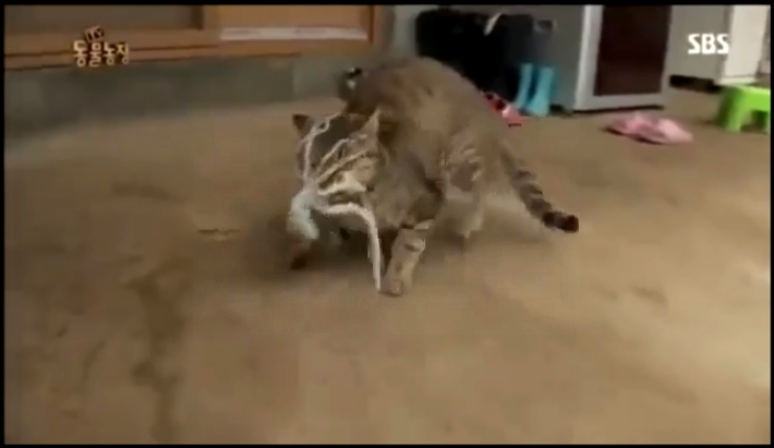 Кот VS осьминог - видеоклип на песню