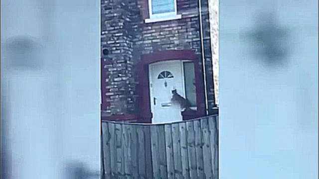 Хозяин научил кошку стучать в дверь - видеоклип на песню